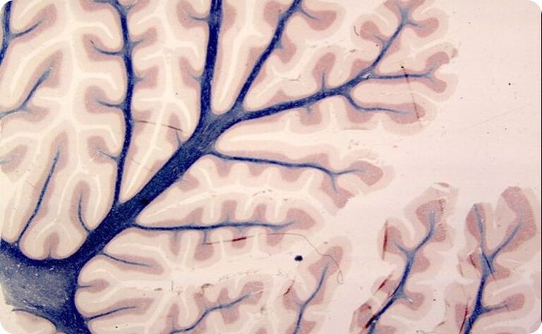 How CellVive NMN&trade;️ Works