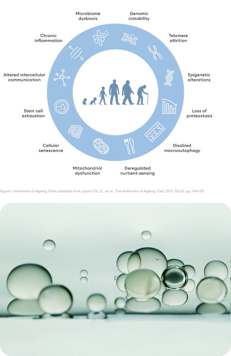 Age-Associated NAD⁺ Decline